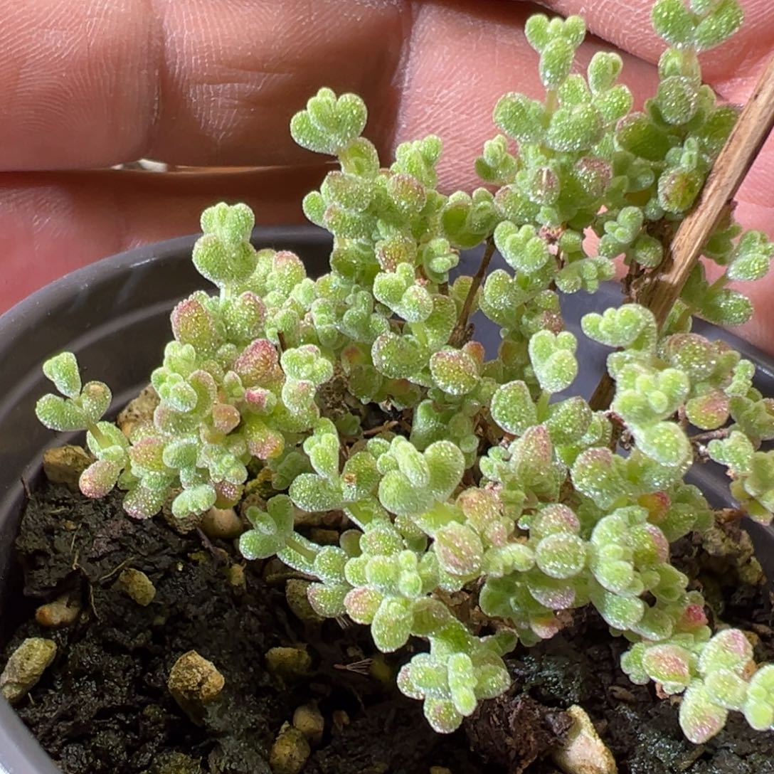 虎斑莱斯锦90杯老桩福利