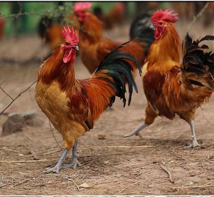 青脚大公鸡200天左右2只5公斤（冷冻发货净膛）