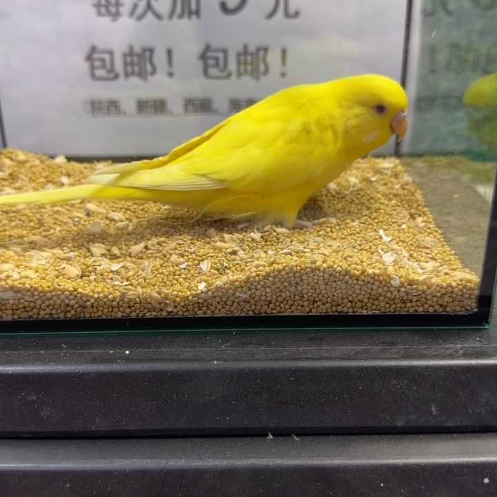 虎皮鹦鹉大头虎皮鹦鹉