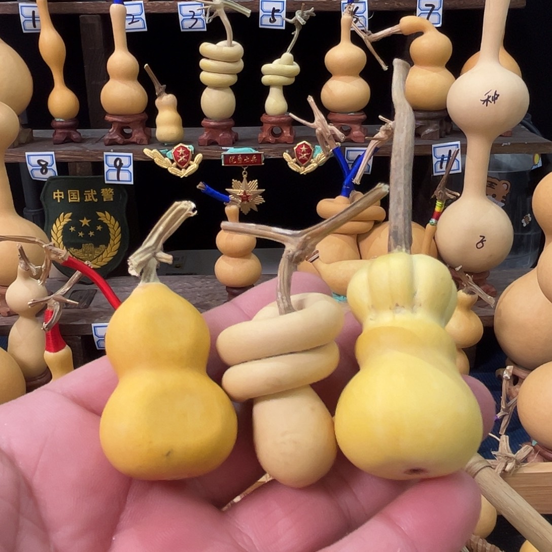 文****葫芦葫芦葫芦葫芦葫芦葫芦