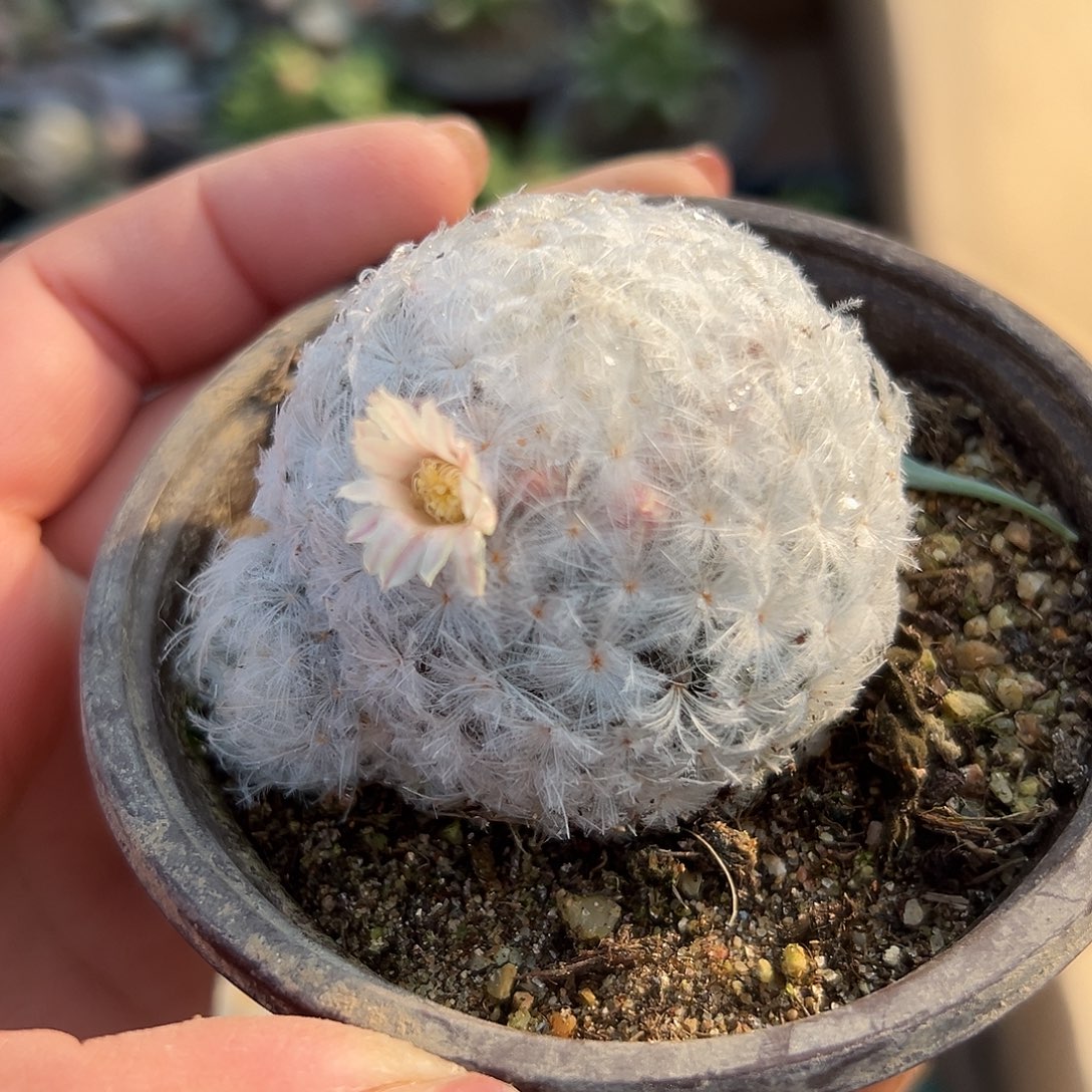 多肉植物白星开花