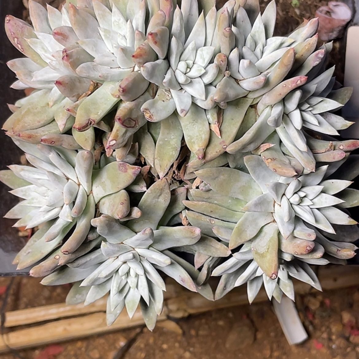 【闪购商品】白姆5203