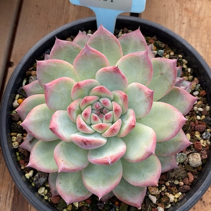 D034- 直播福利 原始卡罗拉