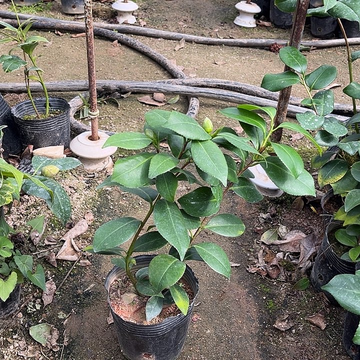 当前无花栽培后可以开花珍珠娃娃