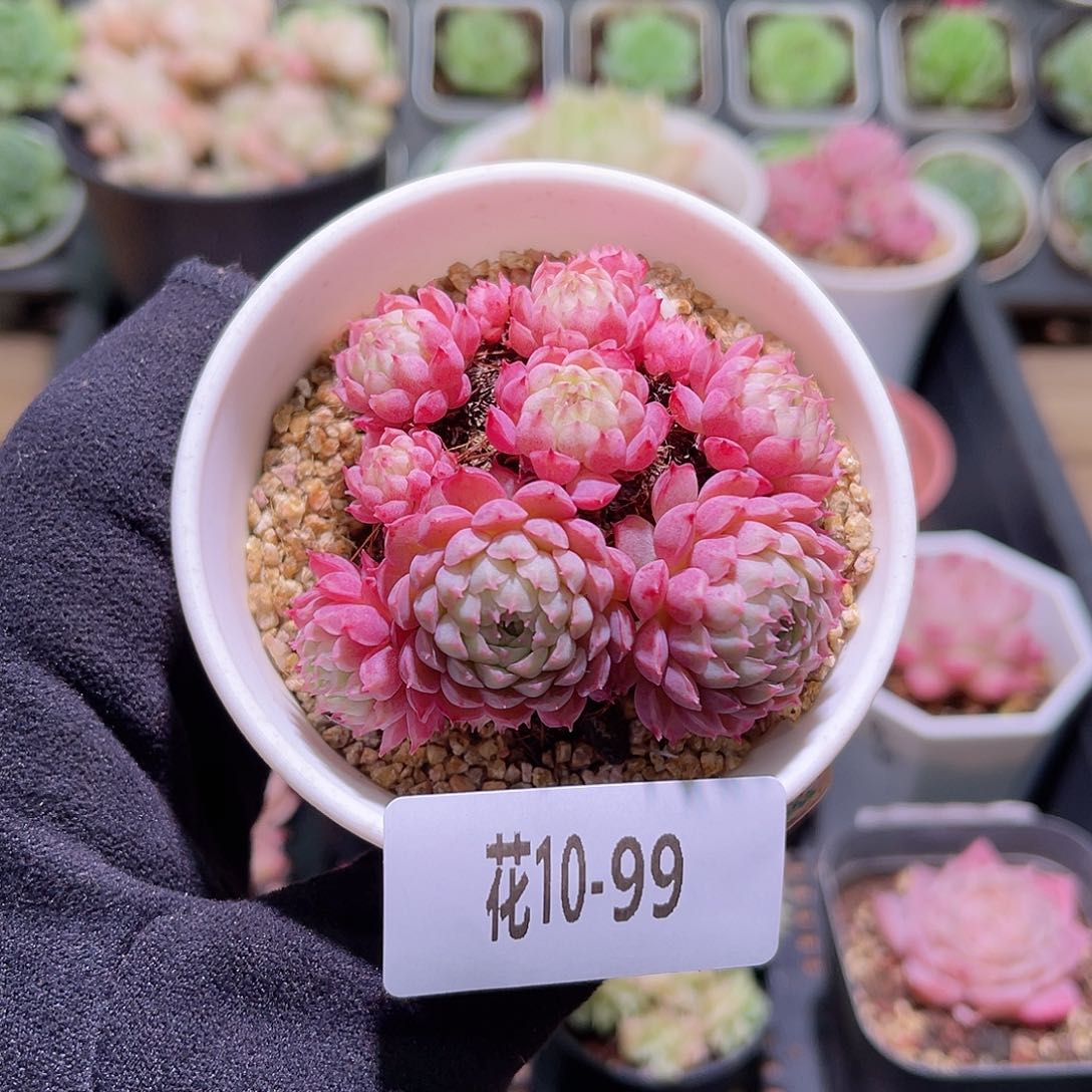 花利美10-99小红丁