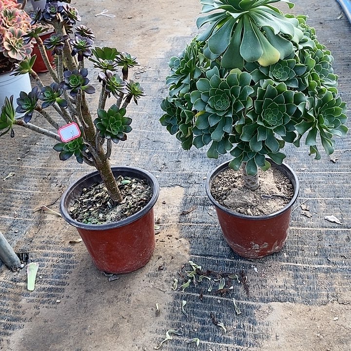 21，2颗的法师多肉法师