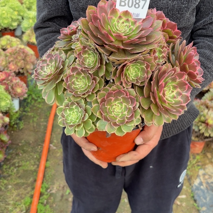 瑞妈，。。。。。。087花妖，