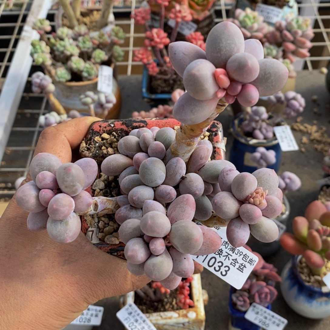 香水手指033/10c m