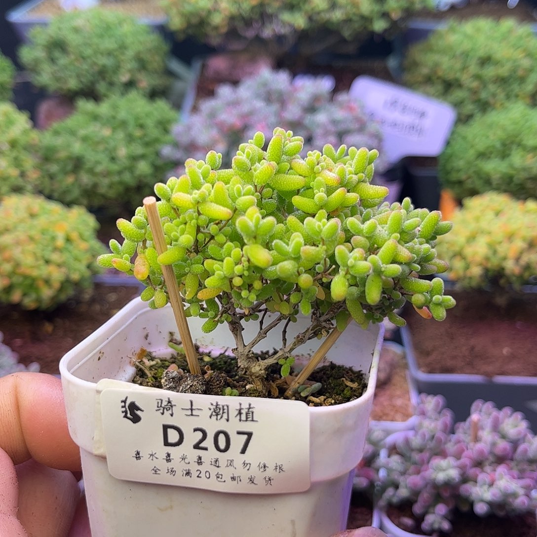 207蜜橘糖球枝干番杏