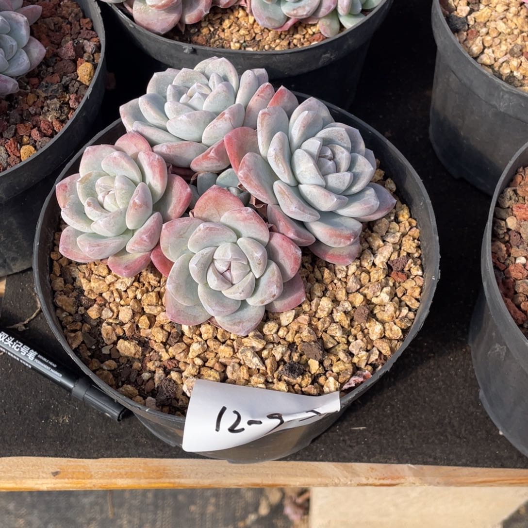 12-9-36静好多肉园艺