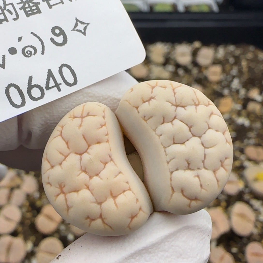 0640。189荒玉。。。。