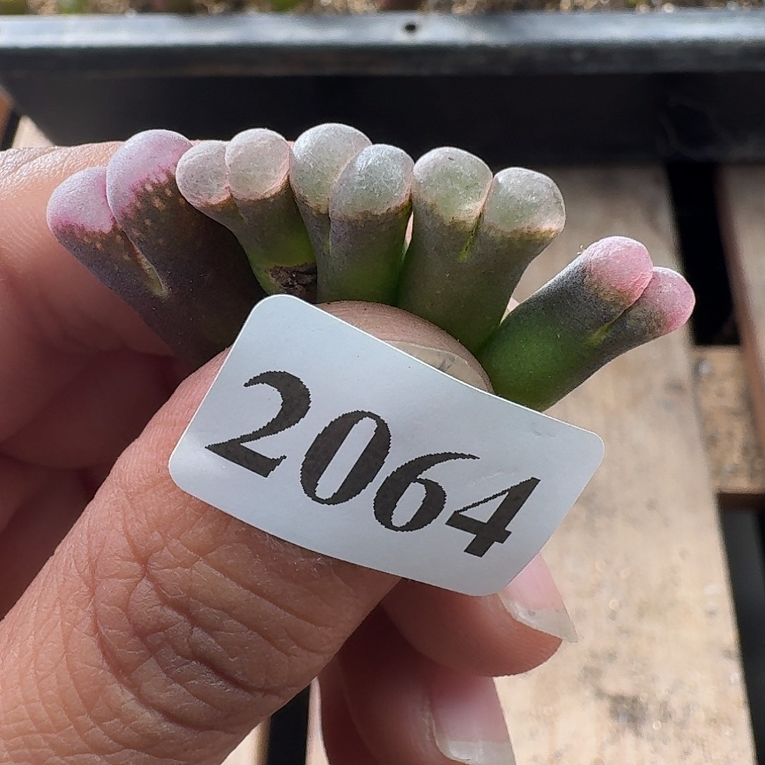 皮***丘皮卡丘2064风铃玉3颗