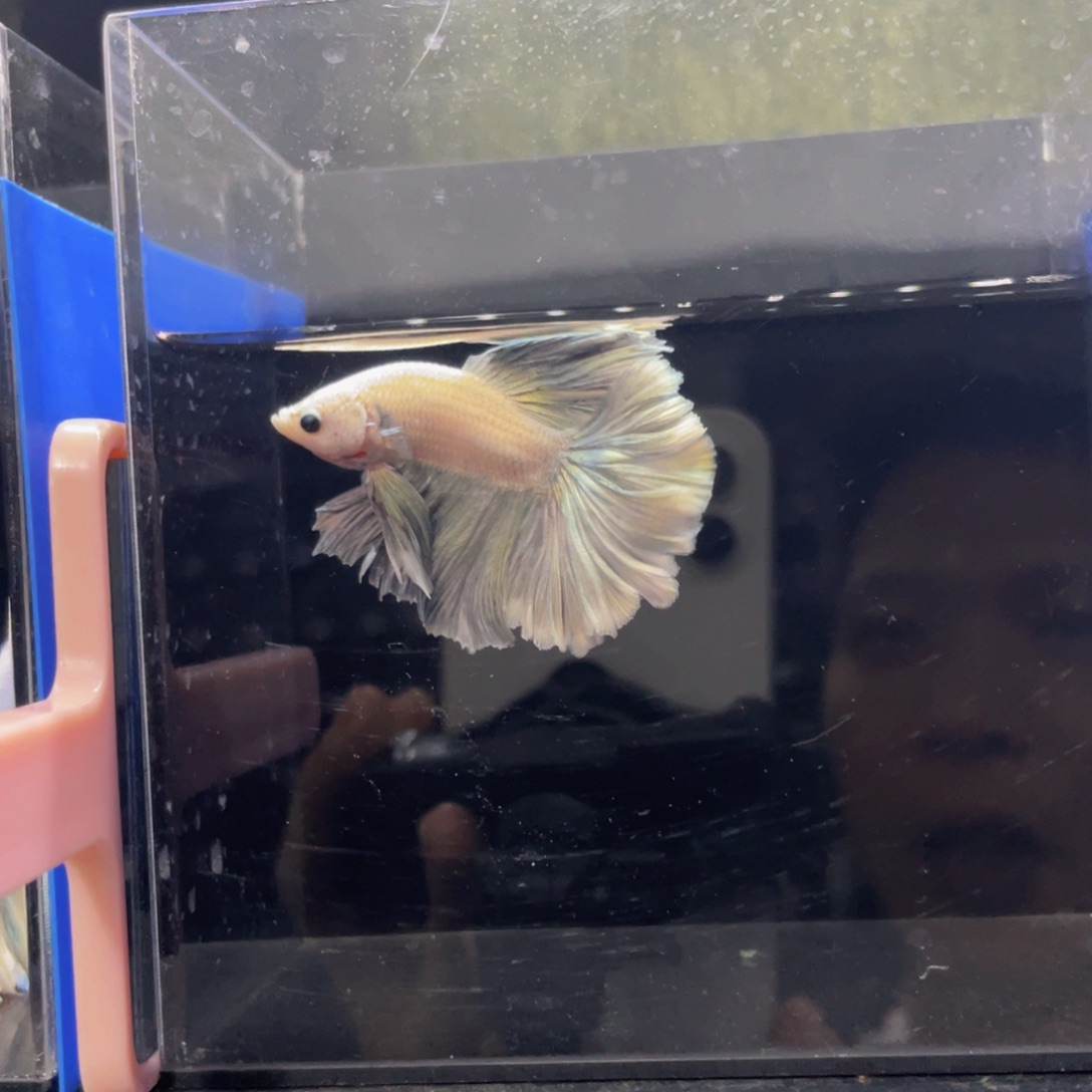 斗鱼hahahahsh哈哈559