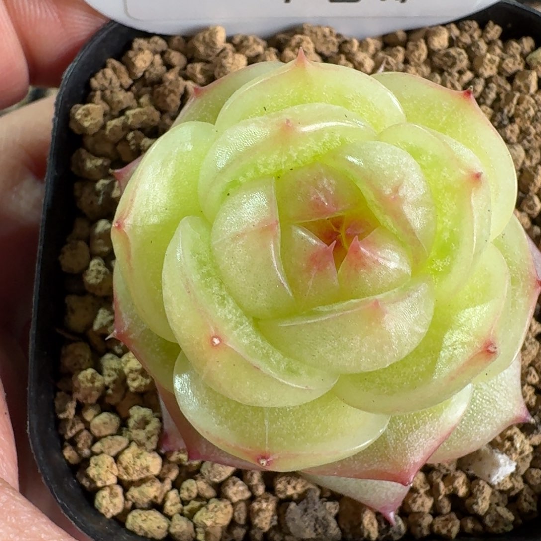 017-灵耀珍妮单头