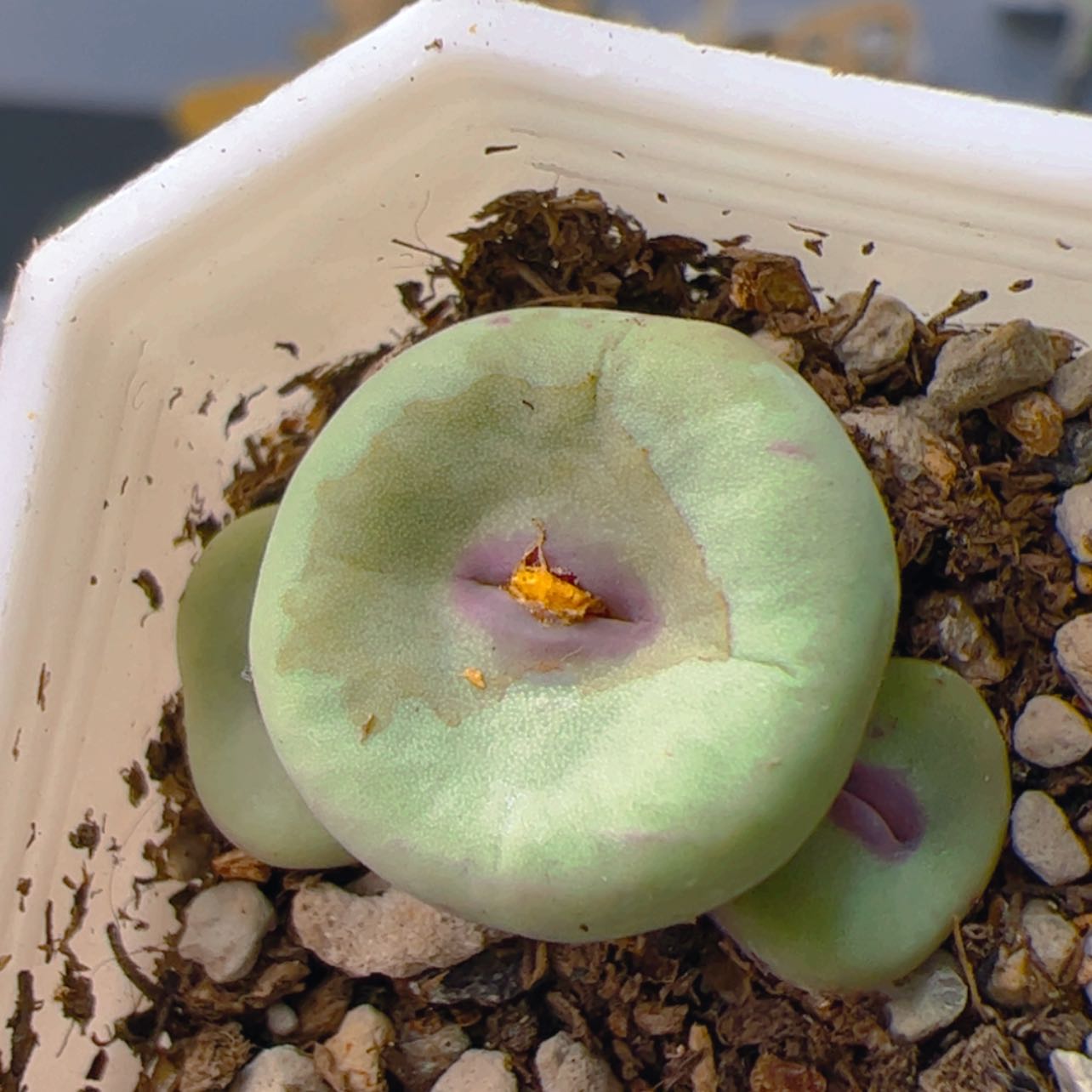 【闪购商品】00000000012