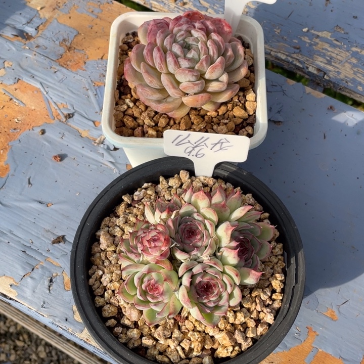 多肉么么龙白色恋人