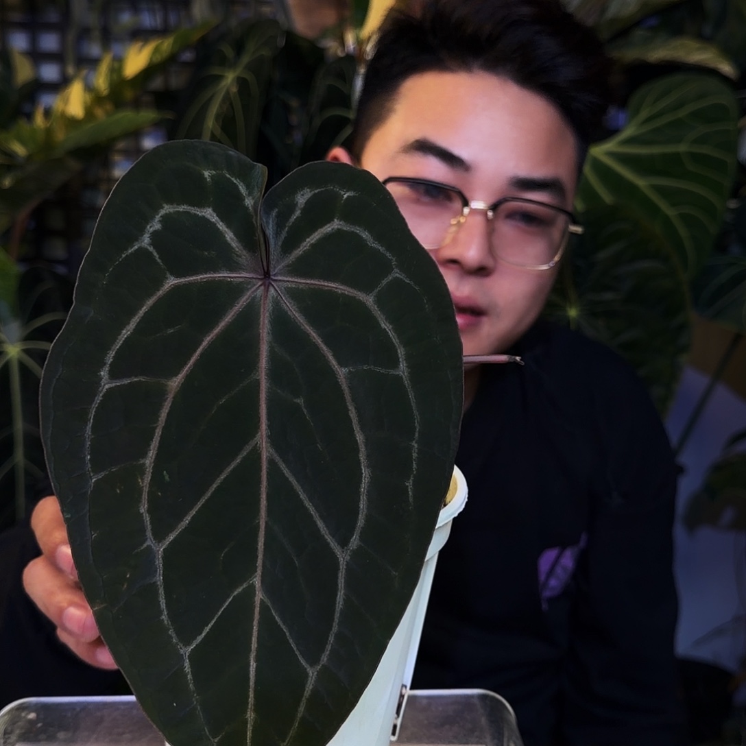 完全开放X189紫水晶