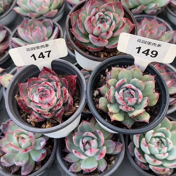 c***r106、147、149 惊鸿仙子多肉植物6-9
