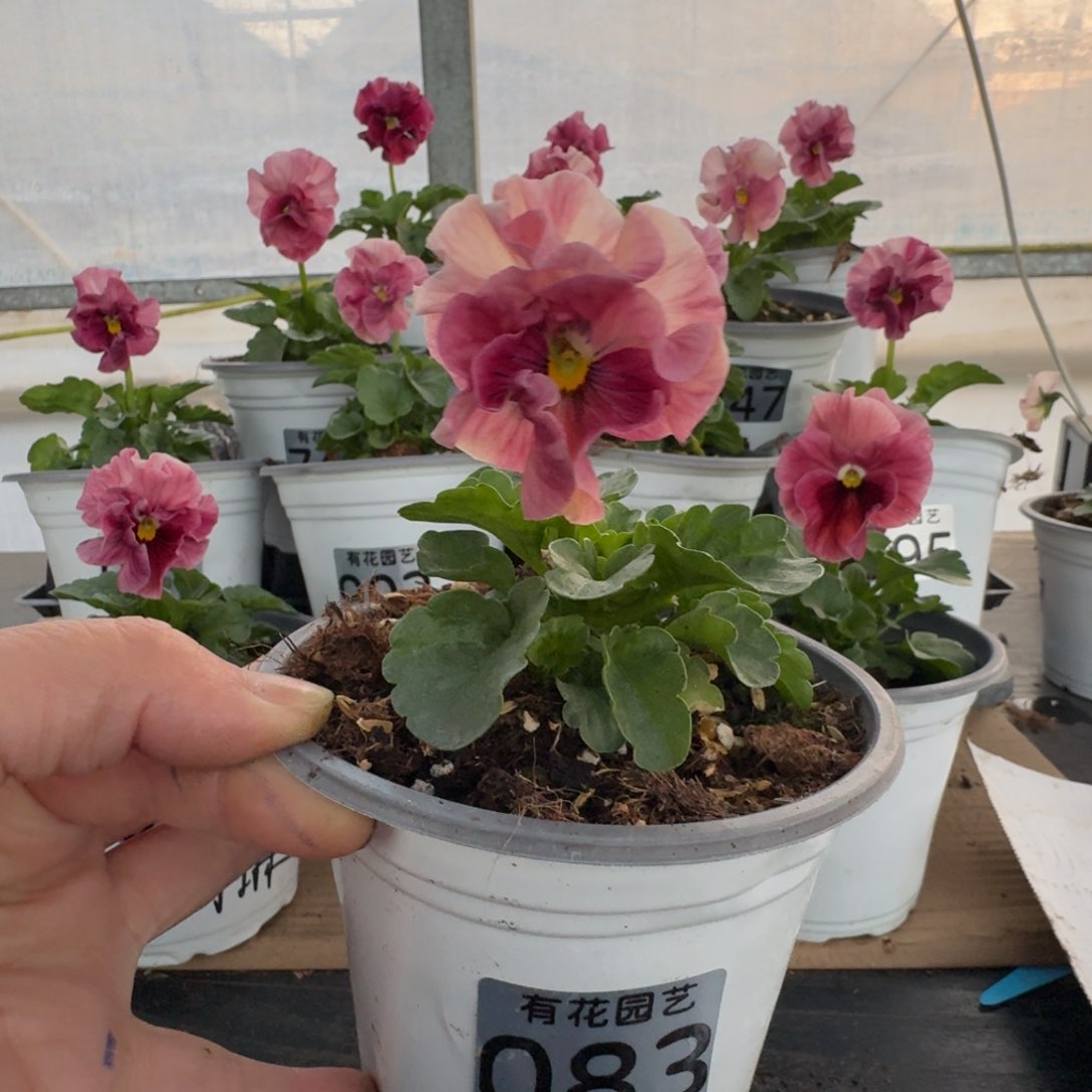 全部花朵083号角堇