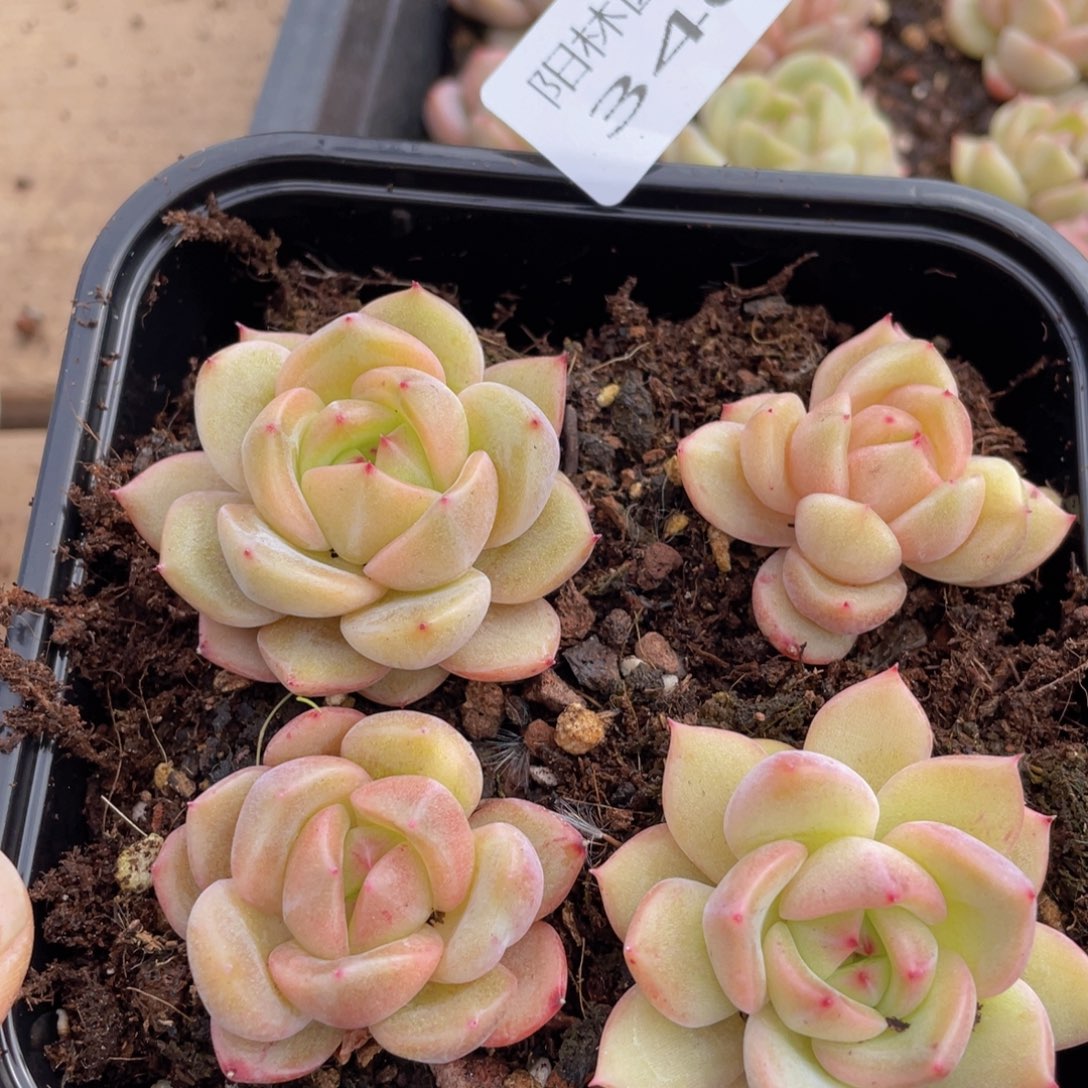 多肉植物多肉植物340