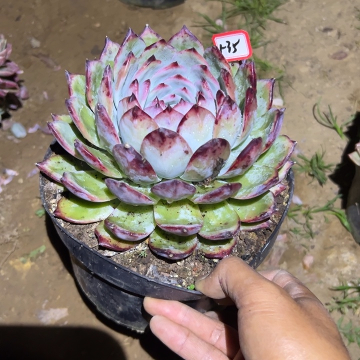 嘟***飞精品多肉植物老桩