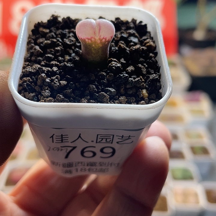 佳人园艺多肉生石花cm10风铃769