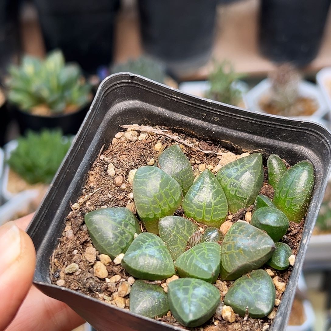 孔雀石寿硬叶十二卷一颗