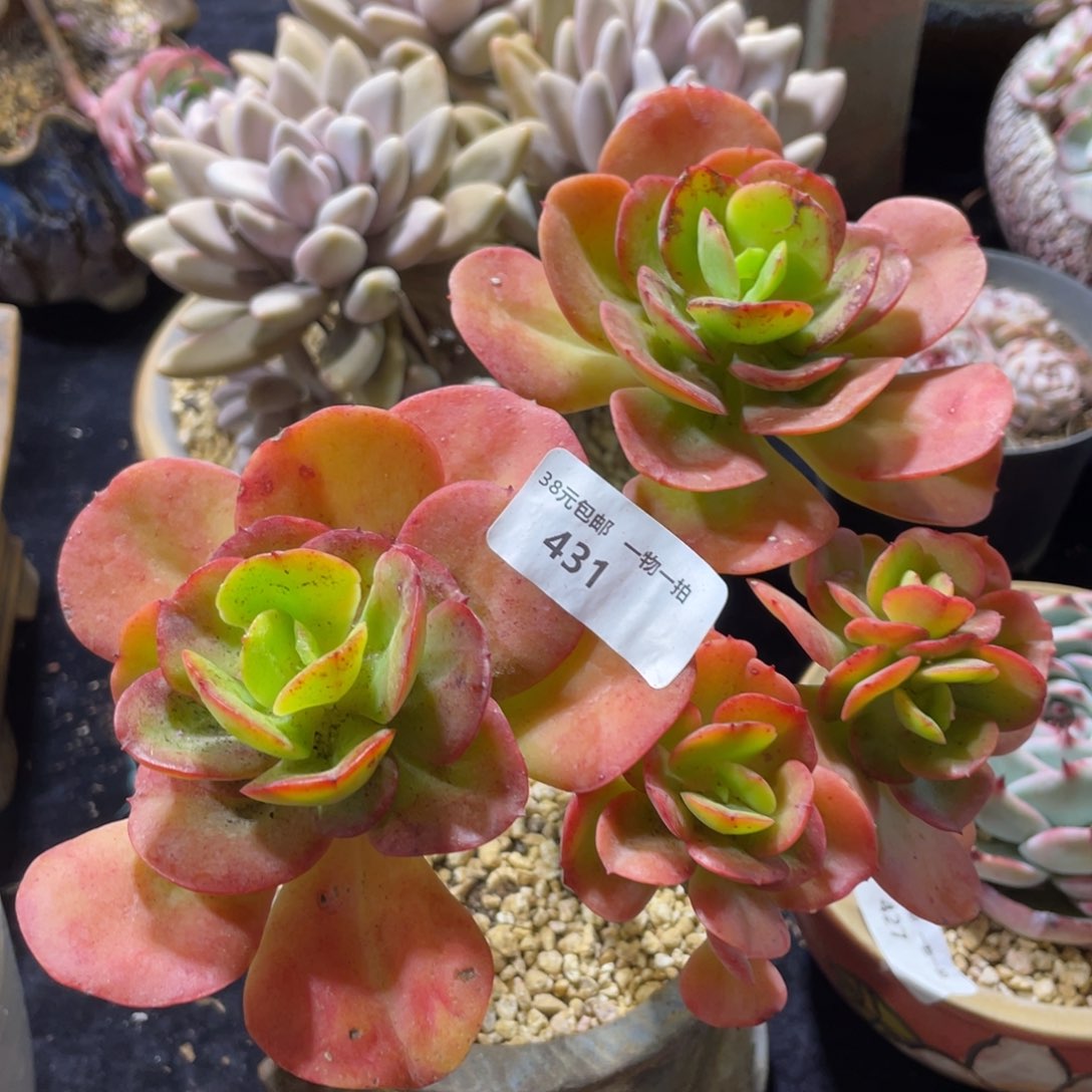 451红梅群生多肉植物