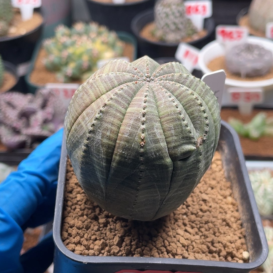 实生增棱布纹球5.5