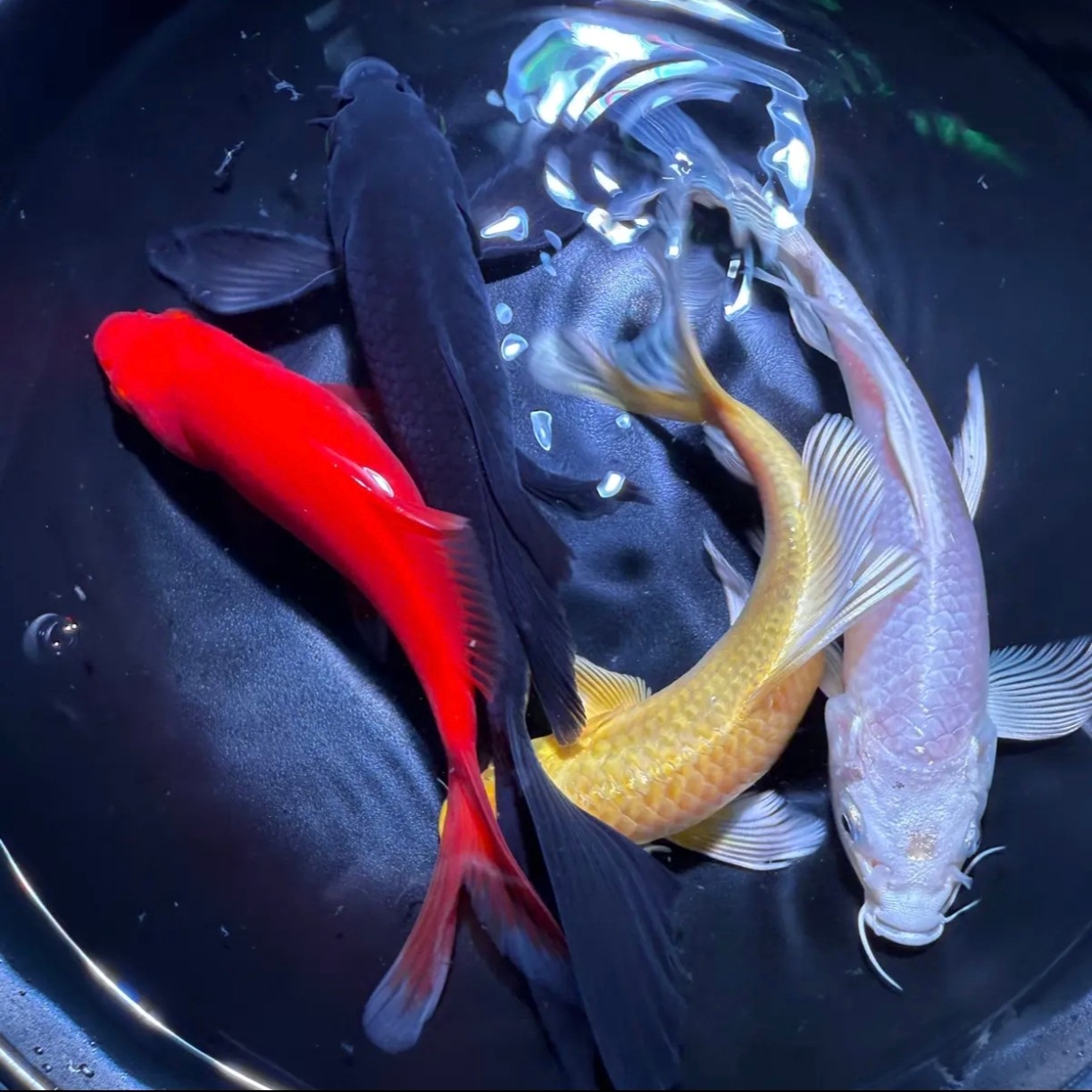 （401-600号）蝴蝶鲤锦鲤锦鲫观赏鱼淡水鱼冷水鱼好养耐活