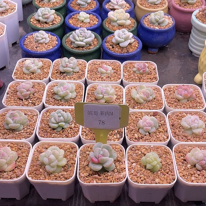 谁****堡滨哥多肉M78冰玉石化锦