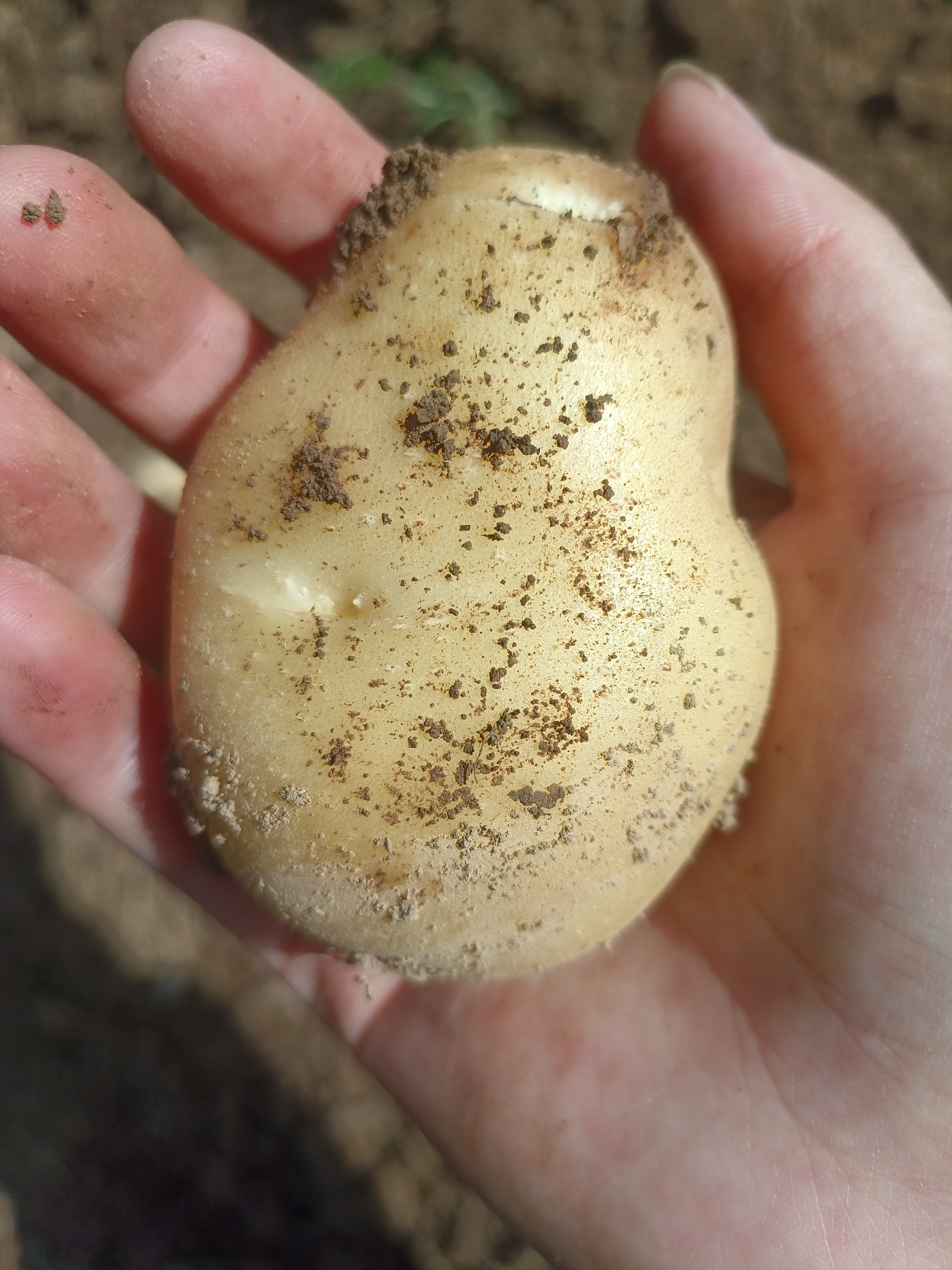 黄心土豆新鲜现挖沙面口感农家自种应季蔬菜