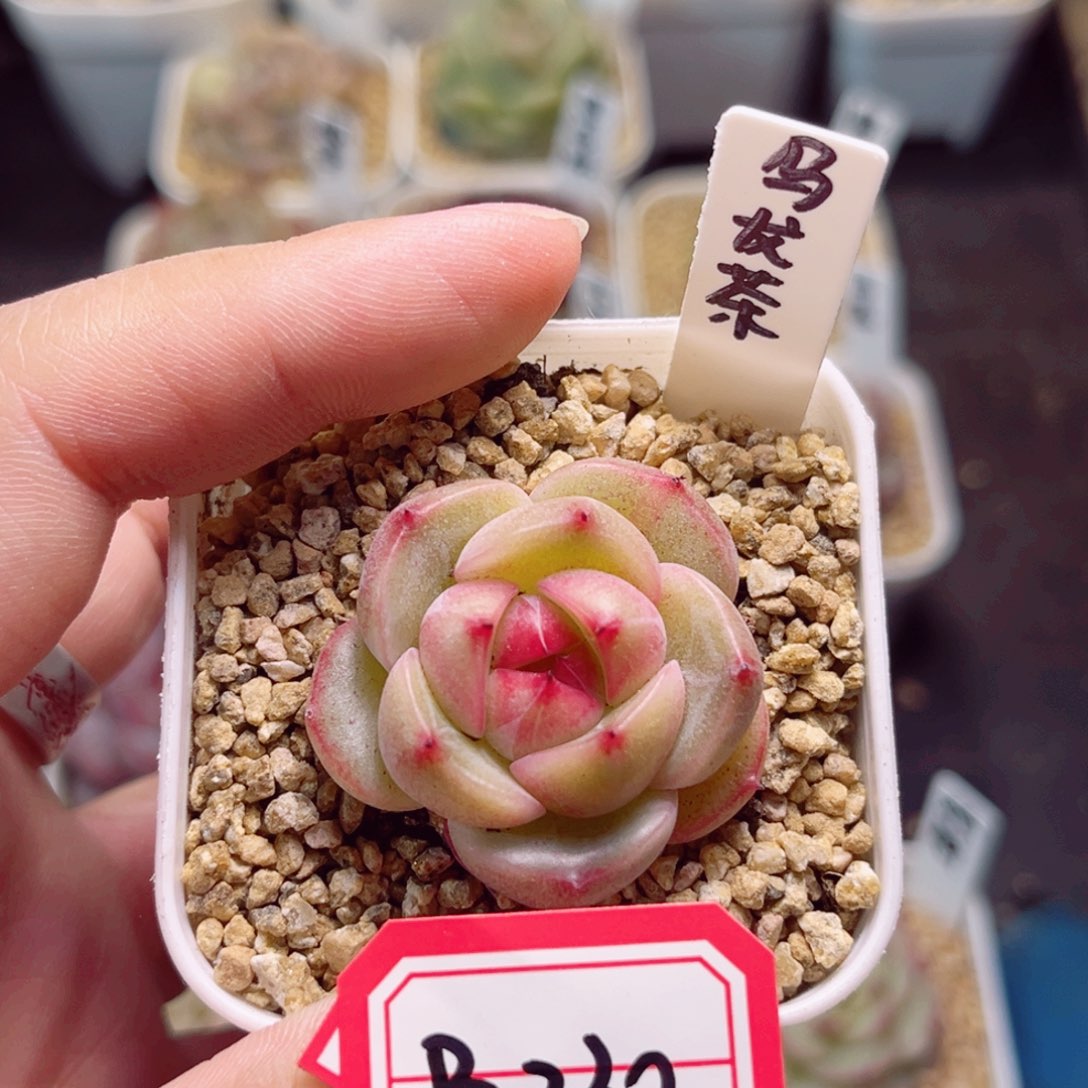 B330一物一拍 乌龙茶 