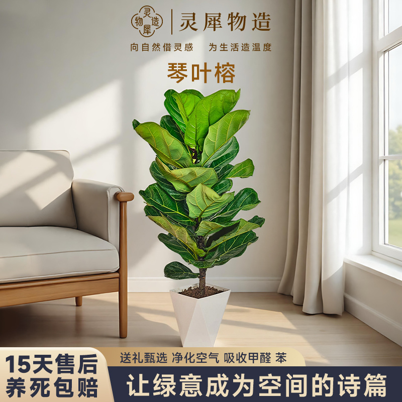 【灵犀物造】100-120CM琴叶榕中大型网红绿植客厅ins风室内装饰盆景