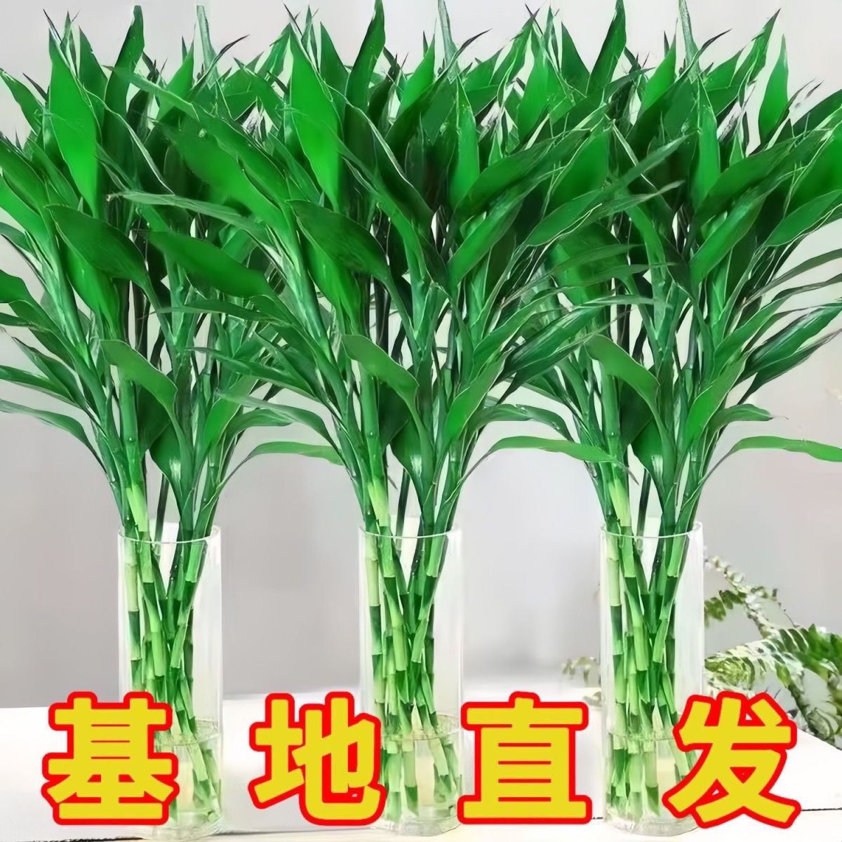 平安富贵竹水培室内绿植好运盆栽清新空气办公室招财竹粗竹长款