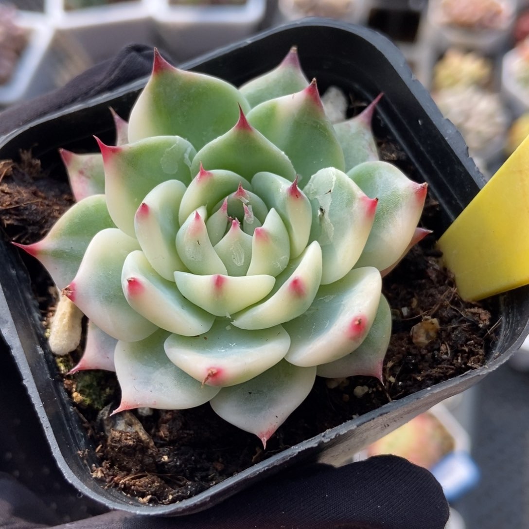 6098吉娃娃锦多肉植物保护^_^