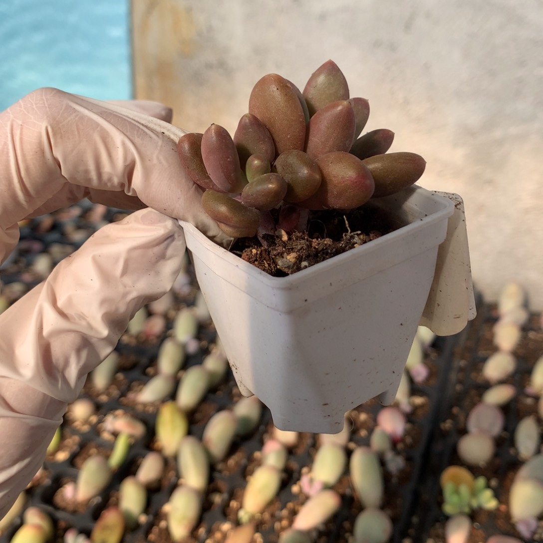 芒果奶酪多肉 芒果奶