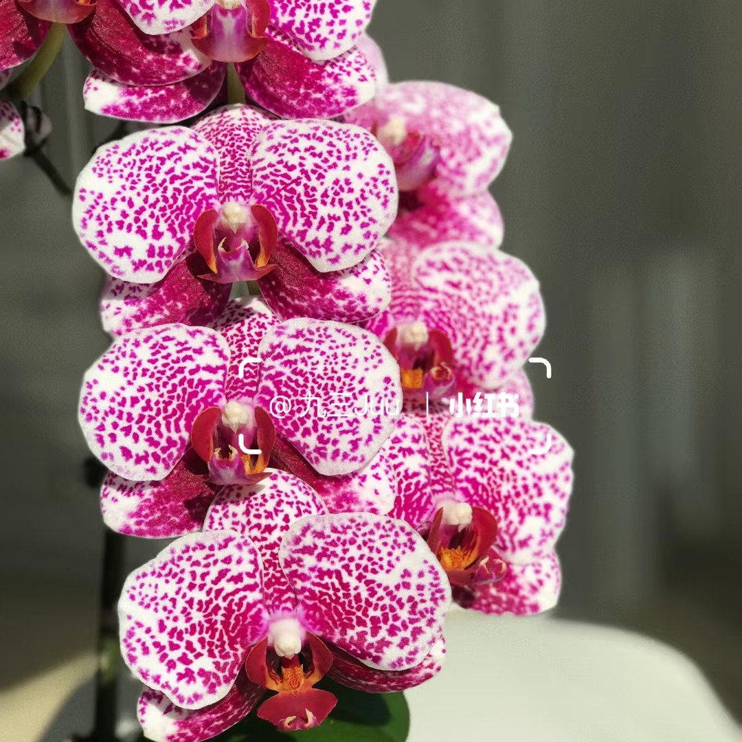 【双头黑杰克】3.0寸加高杯蝴蝶兰 花期超长