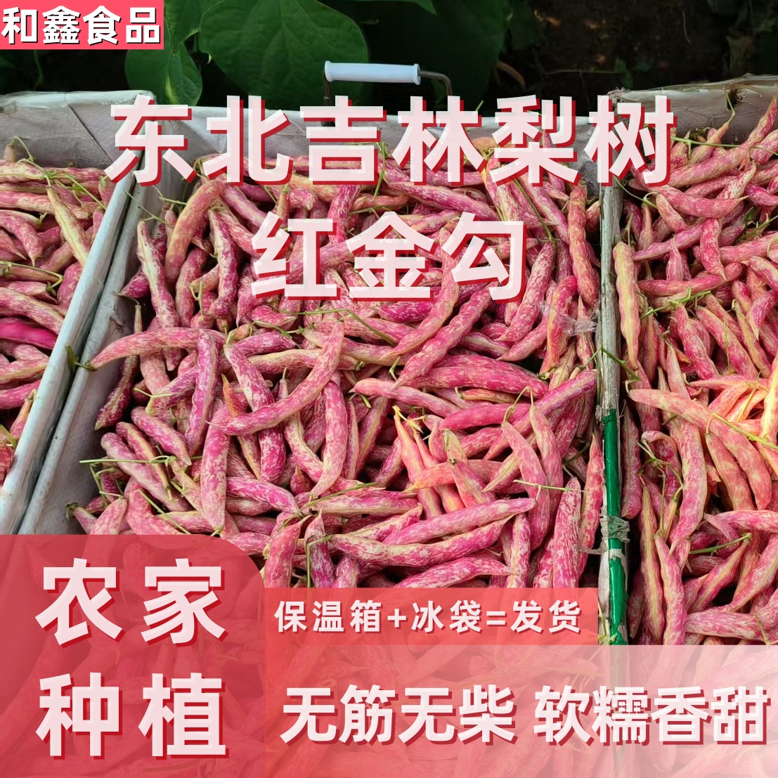 东北红金钩豆角自家现摘现发