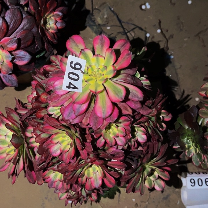 904舞天姬多肉植物处理不售后