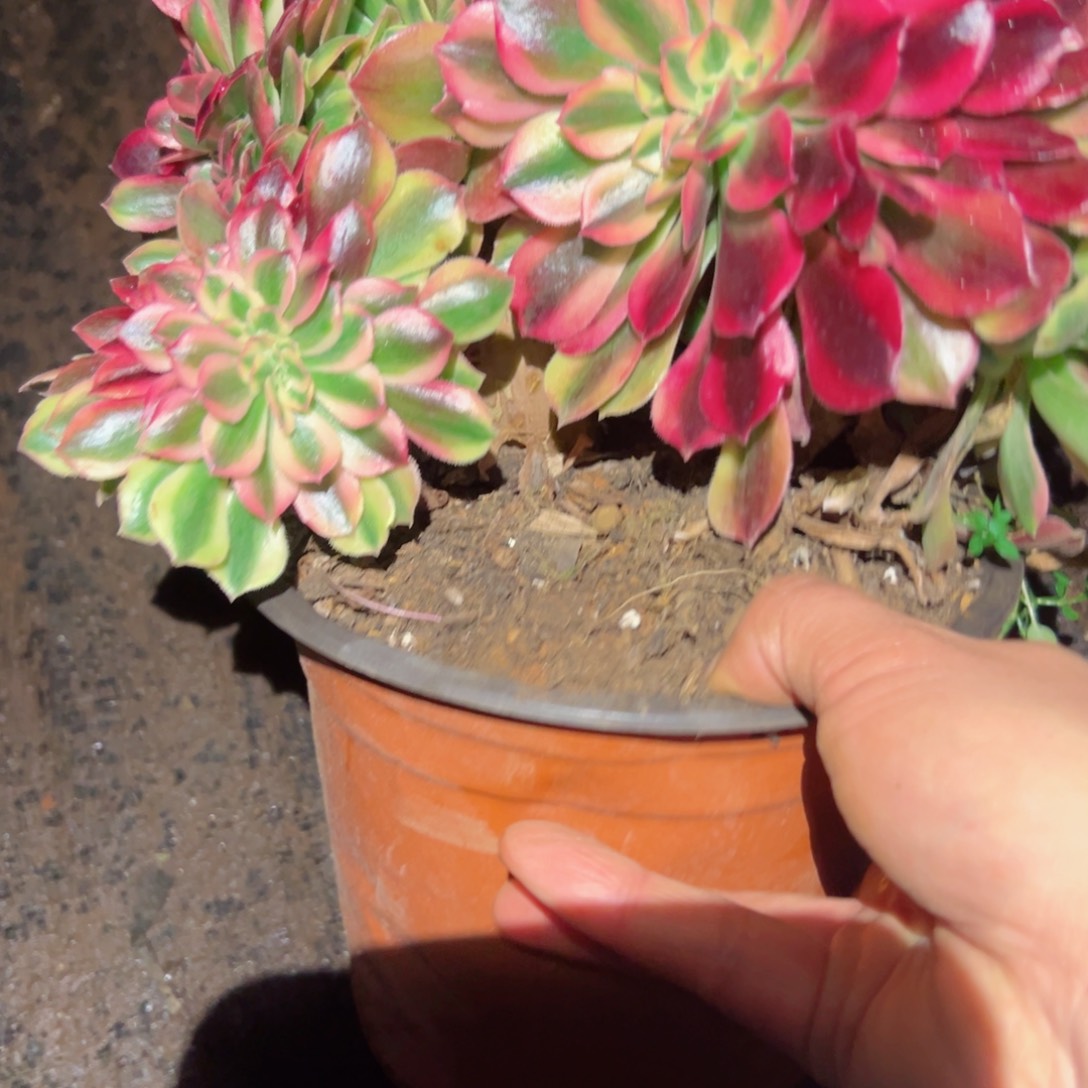 2071 号多肉植物法师新年福利