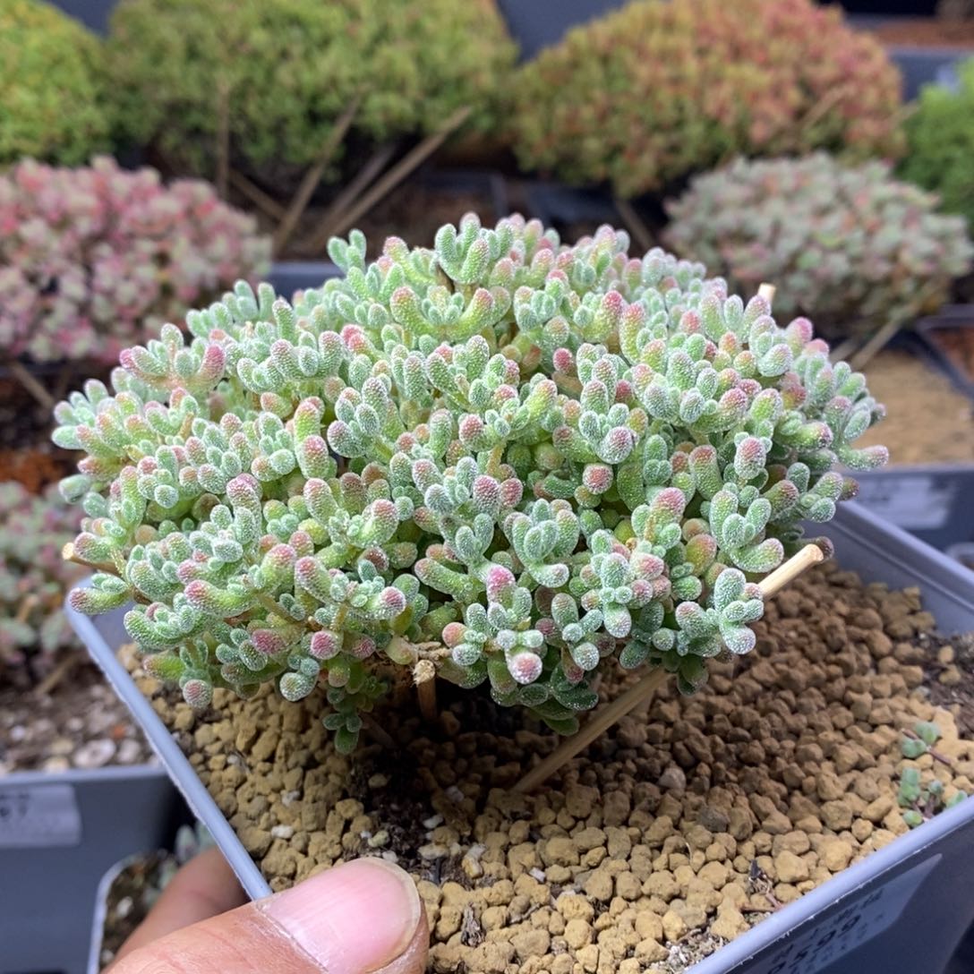 599优选冰晶枝干