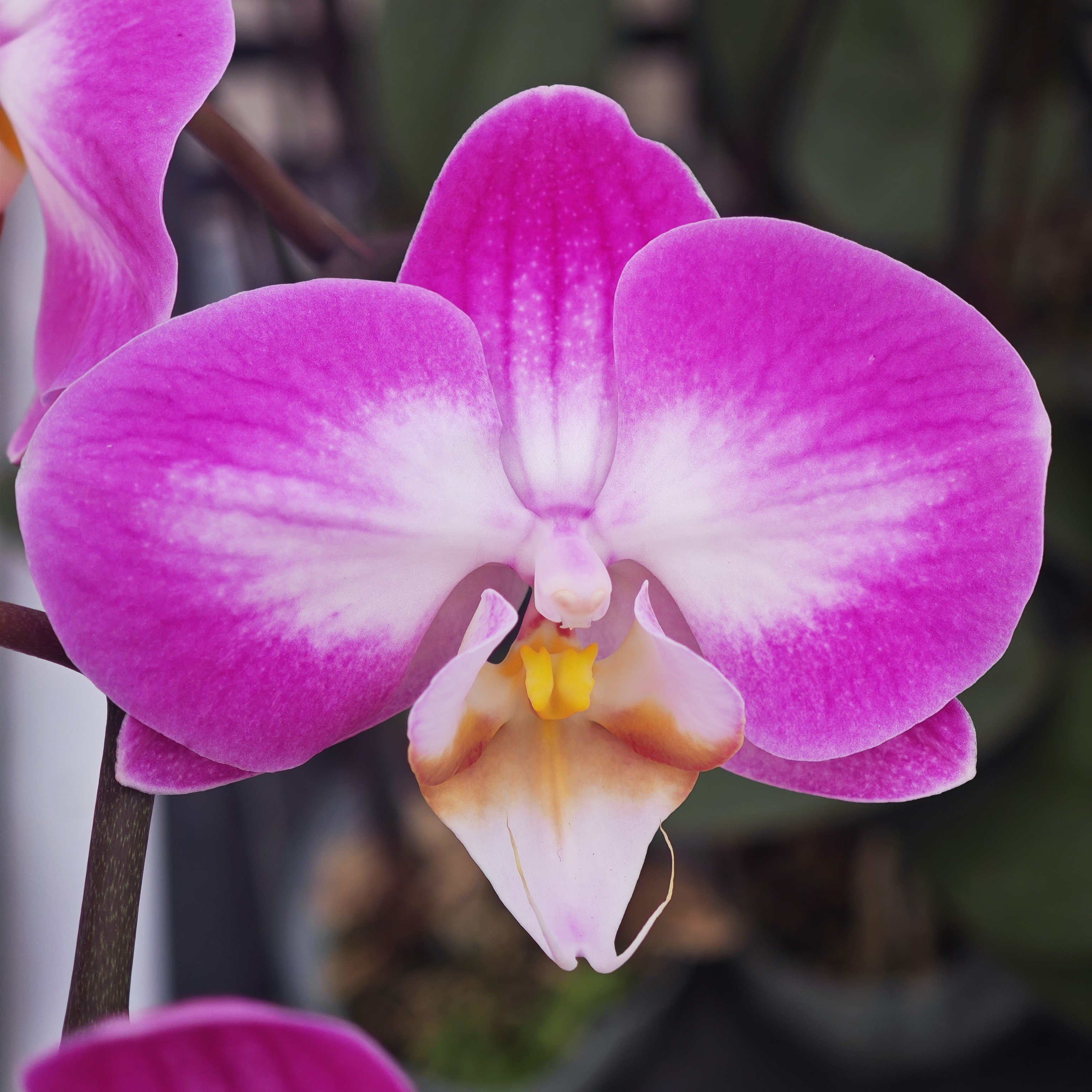 蝴蝶兰【雪山飞狐】 中花  2.8寸杯 完全开放 基地直发