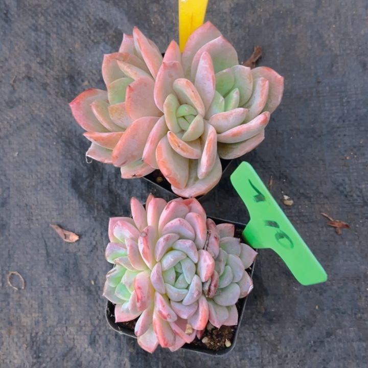 凤橙多肉植物813 10