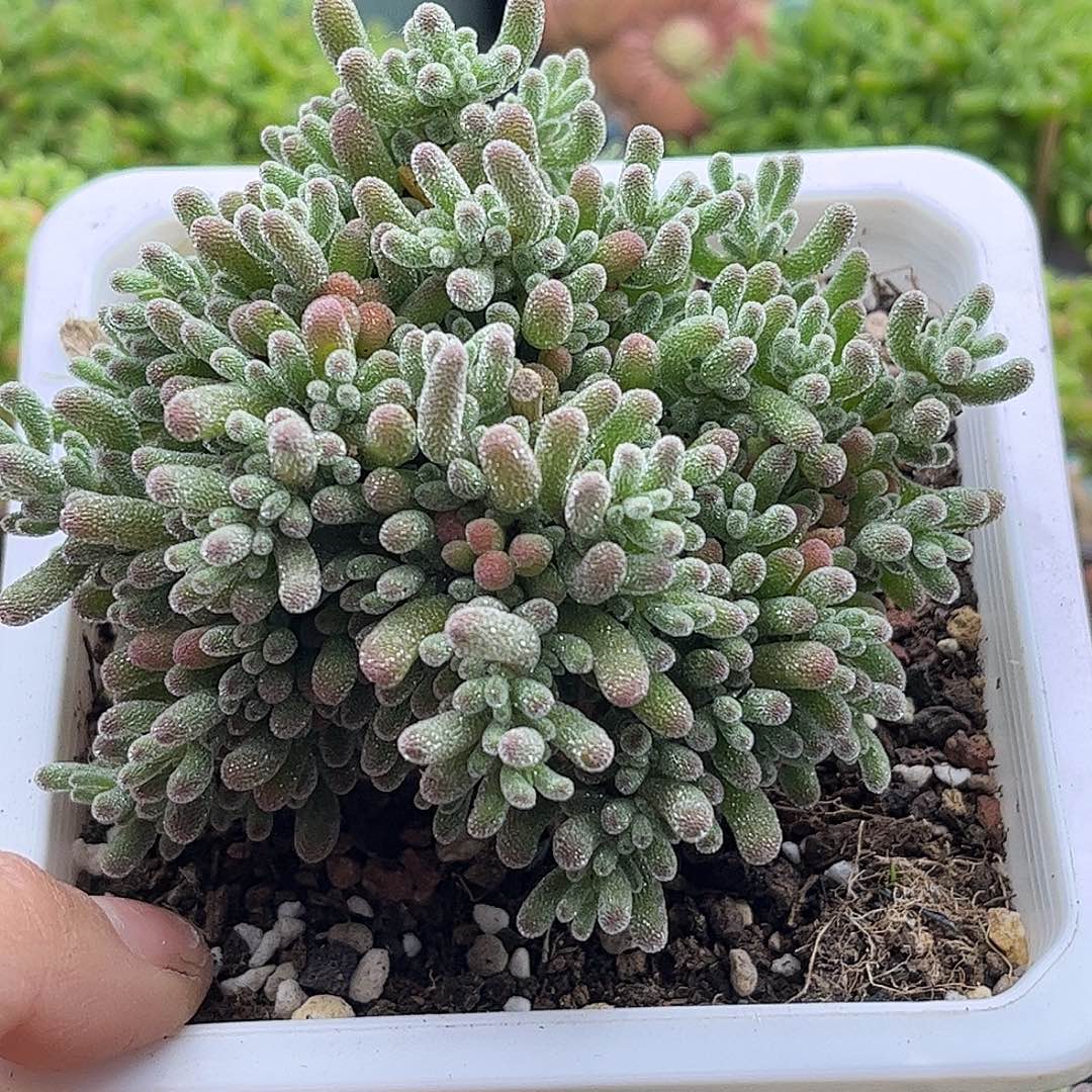 小***柒冰晶优选枝干番杏