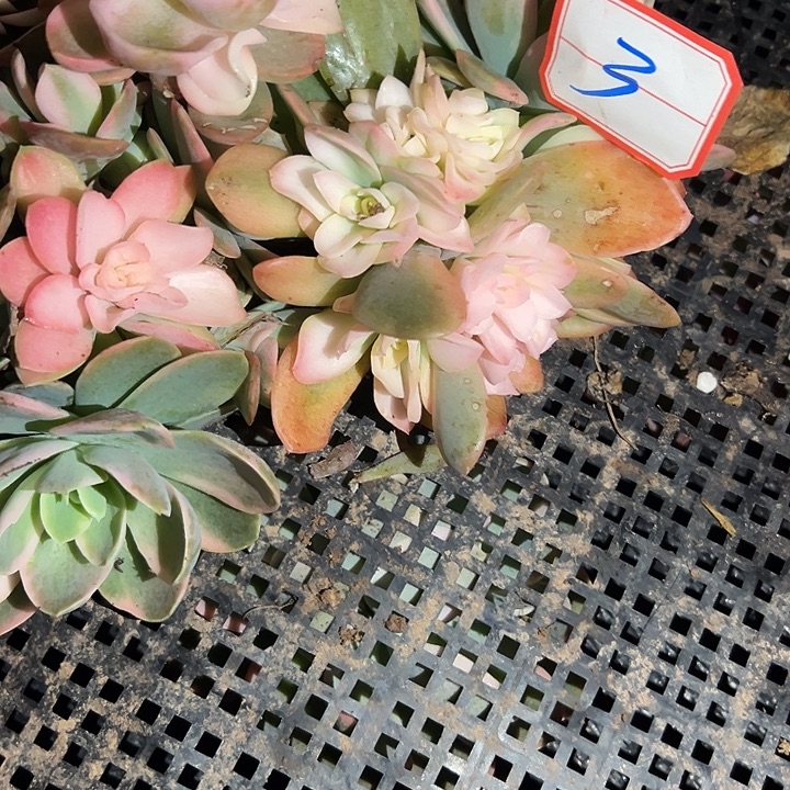 粉色维拉锦好看3呀