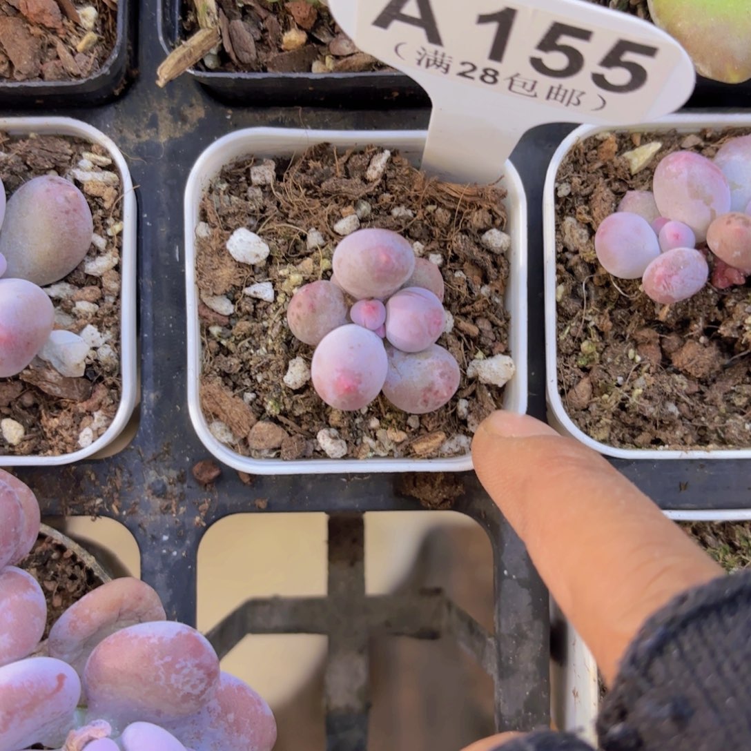 A155Mike奶一物语拍