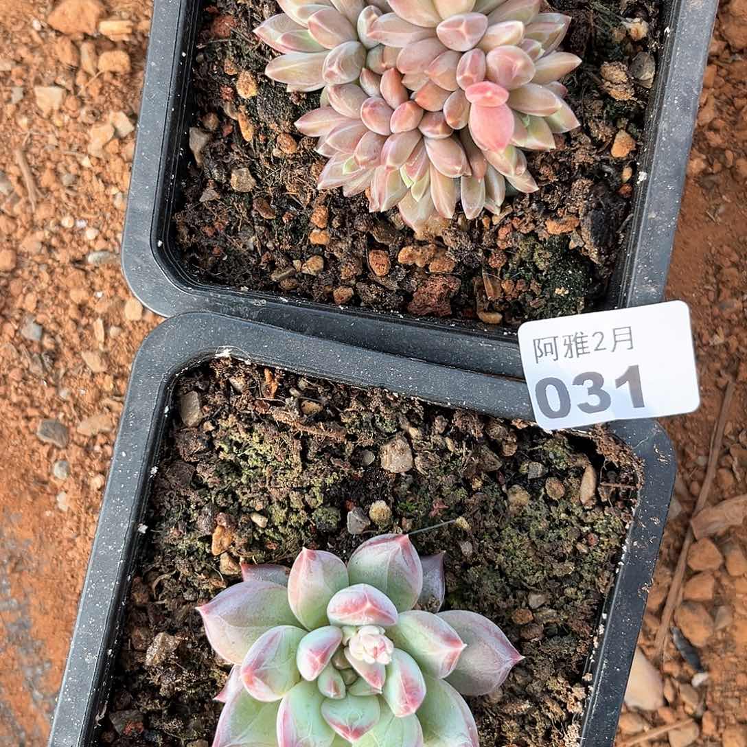 阿雅园艺。   031