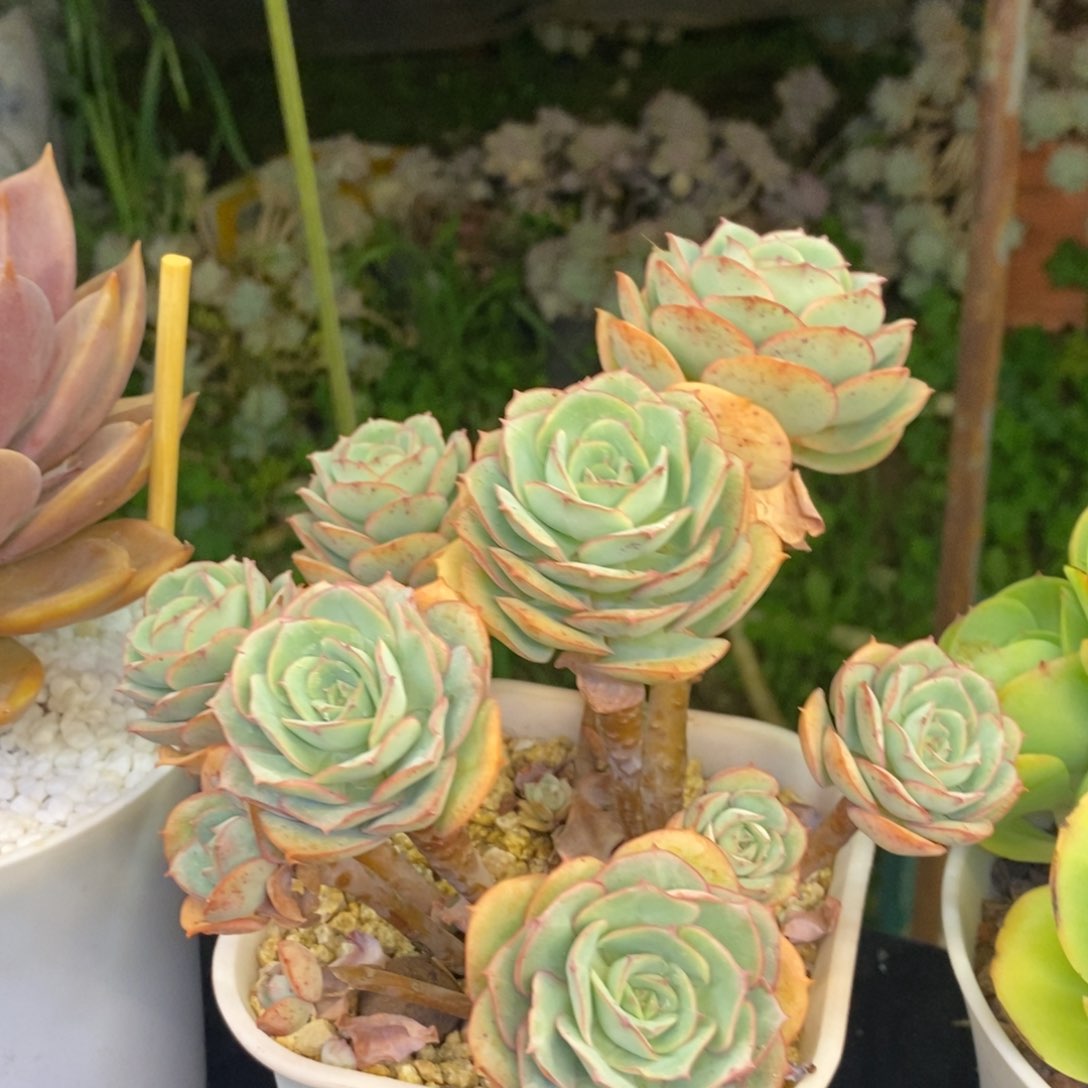 法兰西玫瑰多肉植物盆栽