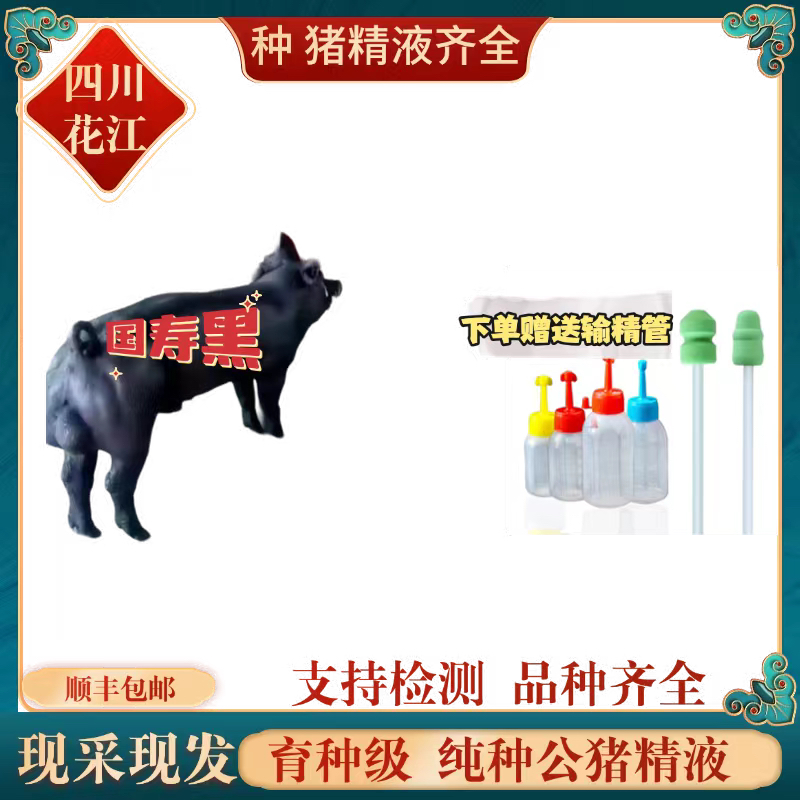 国寿黑种 公猪精液60ml瓶现采现发恒温保存7天以上